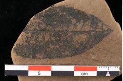 Foto (Detailansicht) von Phyllerium parschlugianum Ettingshausen (NHMW-GEO-2024-0188-0013)